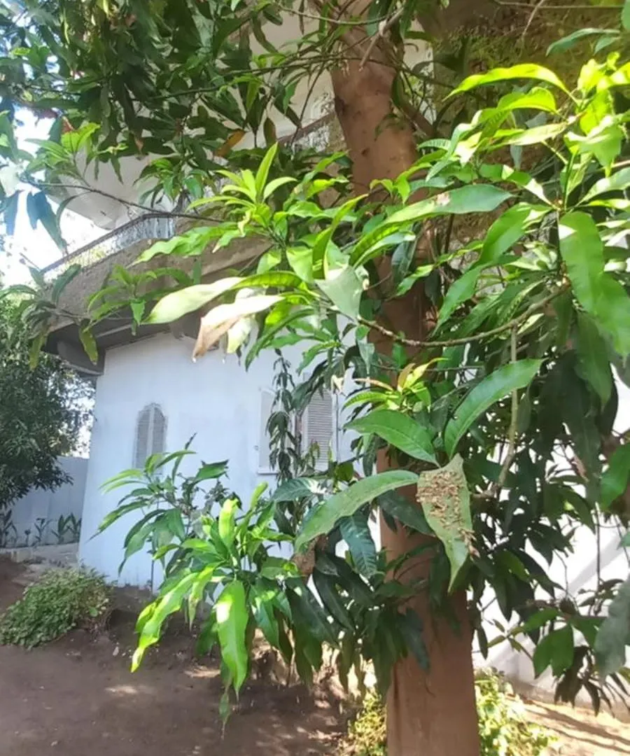 فيلا على النيل بالأقصرـ العوامية Villa Luxor